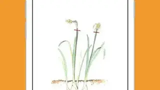 Right Plants screenshot