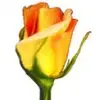 Rosegarden