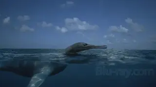 Sea Monsters: A Prehistoric Adventure screenshot