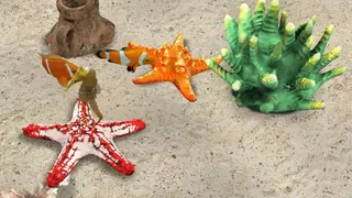 Seahorse 3D screenshot