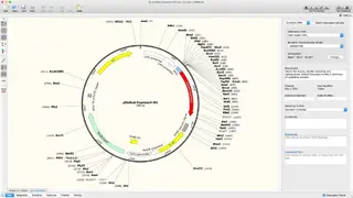 SnapGene Viewer screenshot