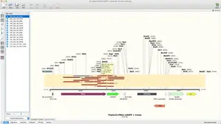 SnapGene Viewer screenshot