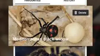 Spiders identifier App by Photo, Camera 2020 (Early Access) screenshot