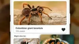 Spiders identifier App by Photo, Camera 2020 (Early Access) screenshot