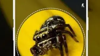 Spiders identifier App by Photo, Camera 2020 (Early Access) screenshot