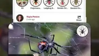 Spiders identifier App by Photo, Camera 2020 (Early Access) screenshot