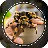 Spiders identifier App by Photo, Camera 2020 (Early Access)