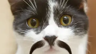 Stacheify screenshot