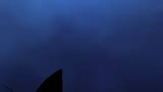 Stalker Cat Live Wallpaper screenshot