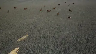 Survivalizm: The Animal Simulator screenshot