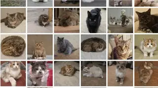 This Cat Does Not Exist screenshot