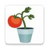 Urban veggie garden
