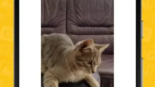 Video and GIF Memes Free screenshot