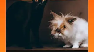 VivaVideo screenshot