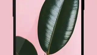 Walpy screenshot