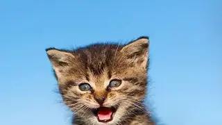Weather Kitty screenshot
