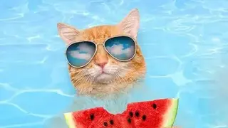 Weather Kitty screenshot