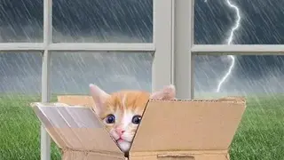 Weather Kitty screenshot