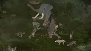 Wild Animals Online(WAO) screenshot