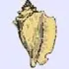 Xonsh