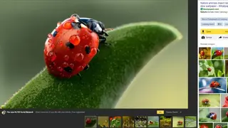 Yandex.Images screenshot